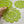 Set of a light green crochet doily and two coasters for an elegant vintage style tea party.