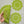 Set of a light green crochet doily and two coasters for an elegant vintage style tea party.